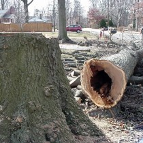 Dangerous Tree removal Springfield Va.