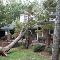 Uprooted tree Fairfax Station Va.