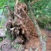 Fallen Tree Reston Va.
