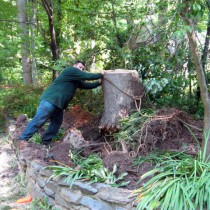 Fallen Tree removal Reston va.