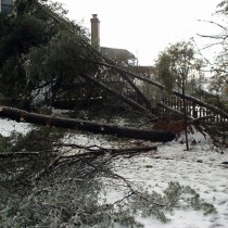 Oak Tree Removal Clifton Va.