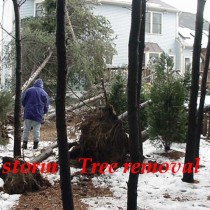 Oak Tree Removal Clifton Va.