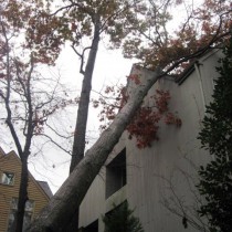 Reston Va. Tree damage