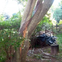 Storm damage Tree Oakton Va.