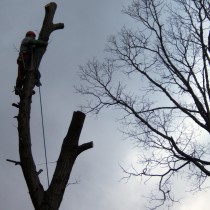Tree Climbing Fairfax Va.