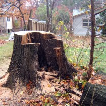 Dead Tree removal Fairfax Va.