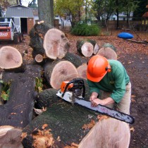 Tree Cutting Northern Va.